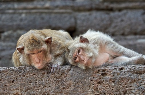 Image de Two monkey lying and looking at the camera