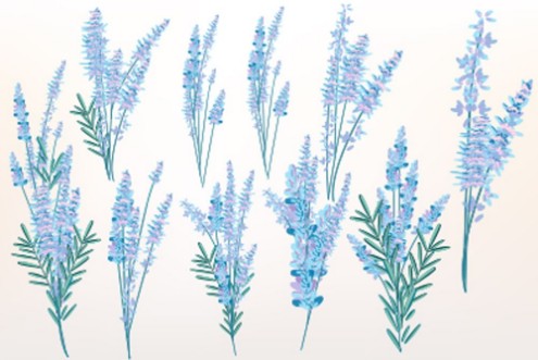 Big spring set of lavender flowers for design photowallpaper Scandiwall