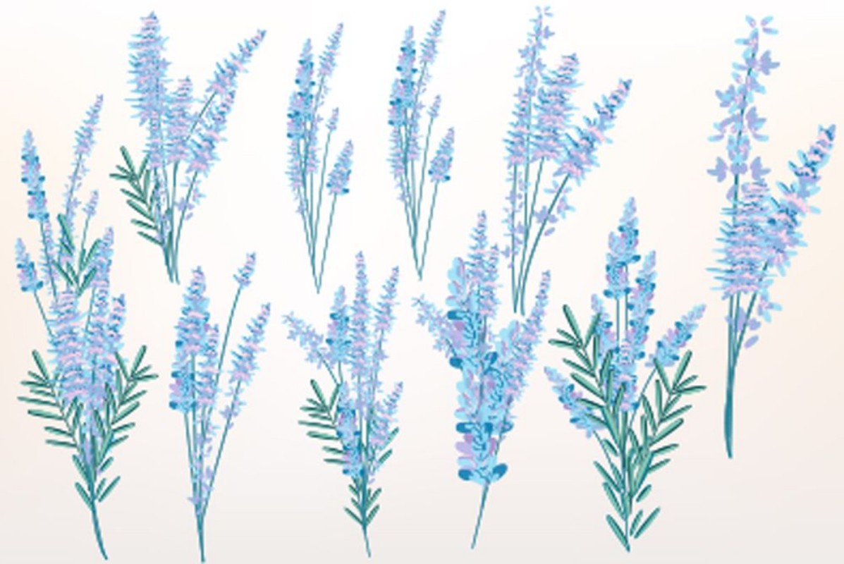 Afbeeldingen van Big spring set of lavender flowers for design
