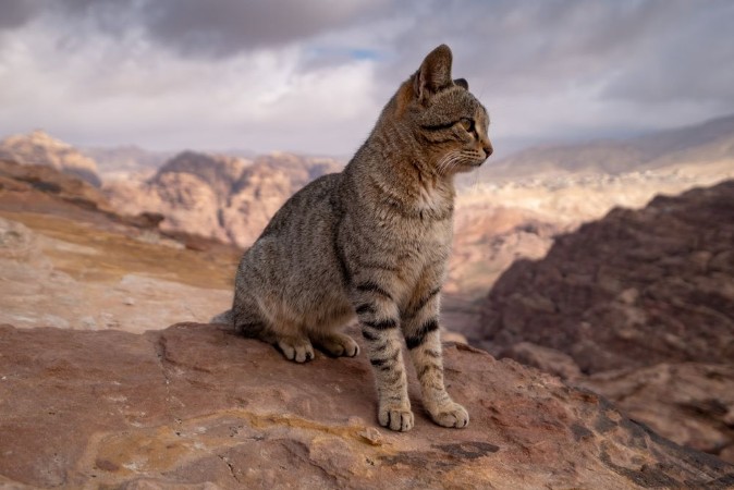 Afbeeldingen van Cat in wild stone landscape of Petra in Jordan