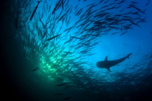 Afbeeldingen van Whale Shark and school of Chevron Barracuda fish 