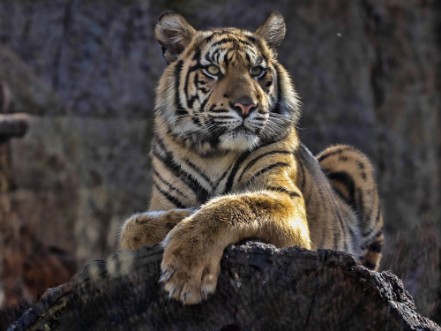 Bild på Young female Sumatran Tiger Panthera tigris sumatrae lying on trunk and looking around