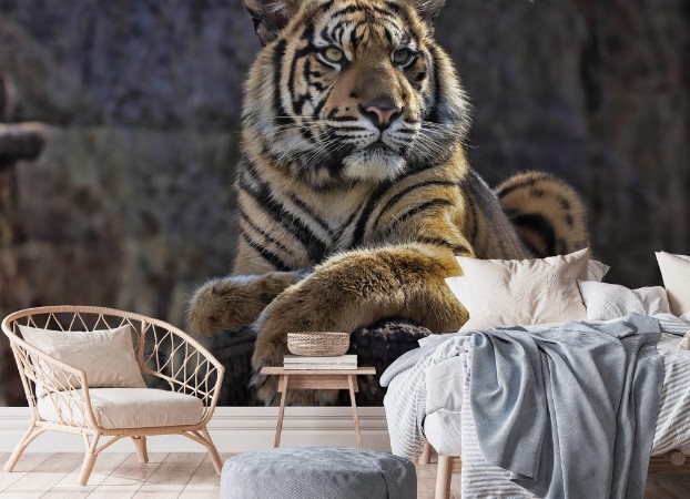 Image de Young female Sumatran Tiger Panthera tigris sumatrae lying on trunk and looking around