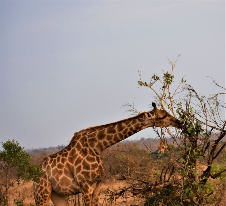Afbeeldingen van Giraffe