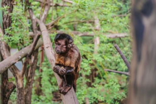 Picture of Lonley Monkey