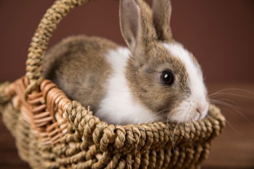 Picture of Easter bunny in a wicker basket