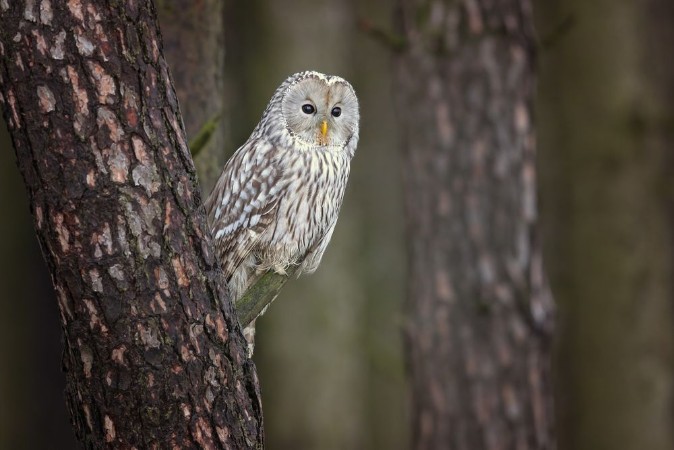 Bild på Ural owl Strix uralensis is a medium-sized nocturnal owl of the genus Strix with up to 15 subspecies found in Europe and northern Asia 