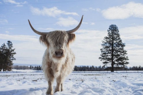 Cow In Snow photowallpaper Scandiwall