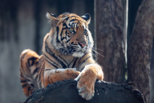 Image de Sumatran tiger Panthera tigris sumatrae is a rare tiger subspecies that inhabits the Indonesian island of Sumatra