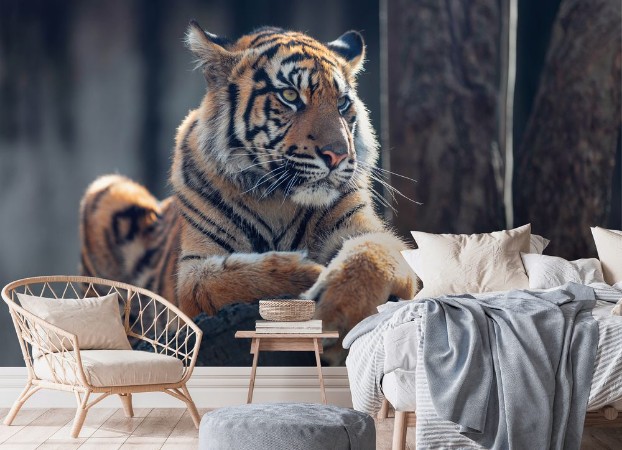Picture of Sumatran tiger Panthera tigris sumatrae is a rare tiger subspecies that inhabits the Indonesian island of Sumatra