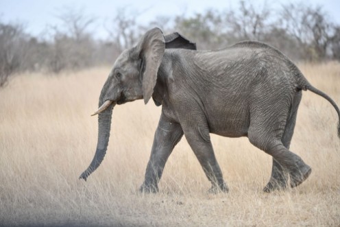 Image de Elefanten