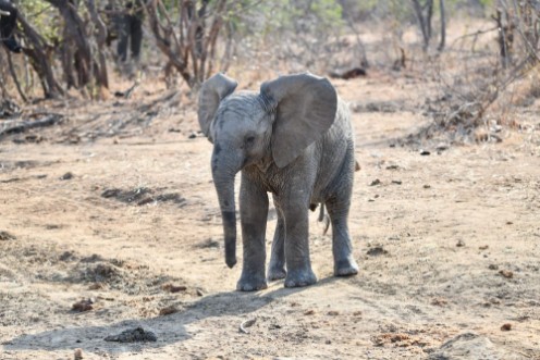 Bild på Elefanten