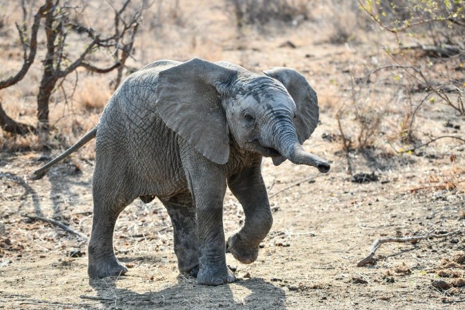Bild på Elefanten