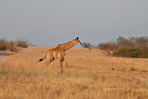Image de Giraffe