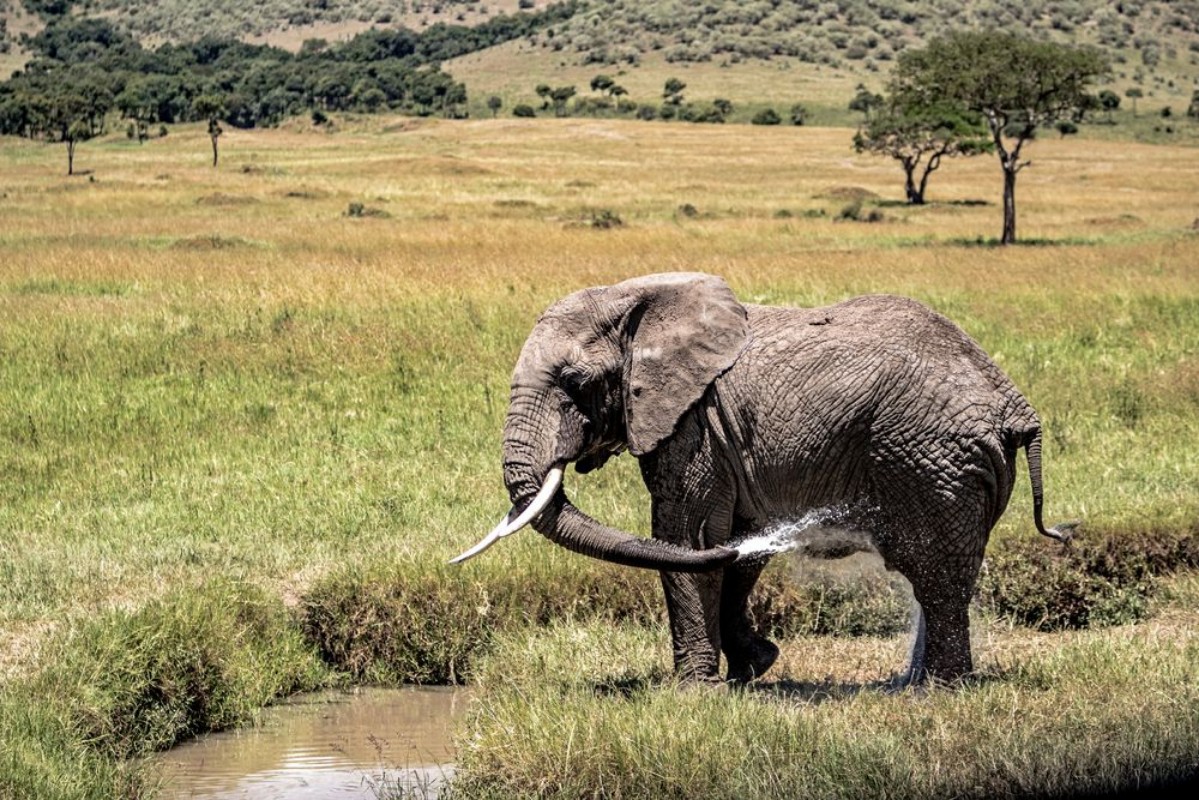 Afbeeldingen van Elephant Spraying Water Bathing in Kenya Africa