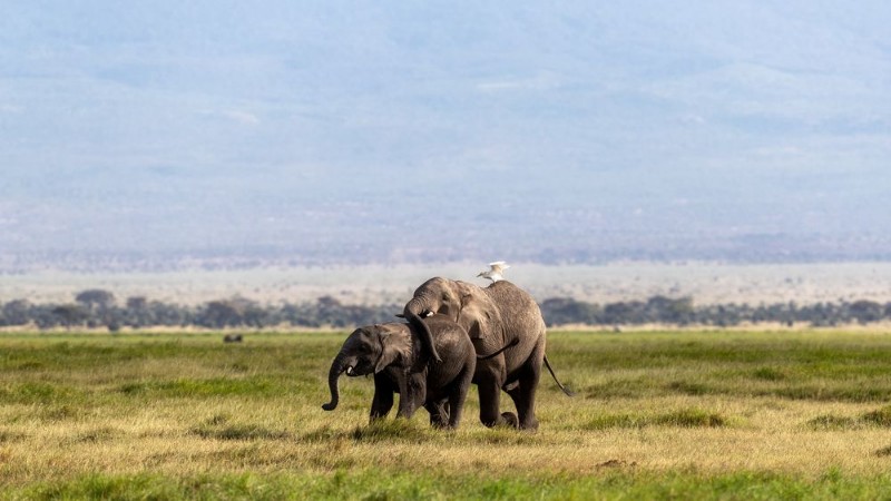 Afbeeldingen van Mother and Baby African Elephant in Amboseli