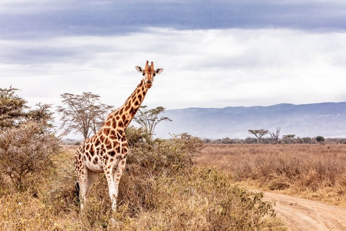 Afbeeldingen van Rothschild Giraffe Along Road in Kenya Africa