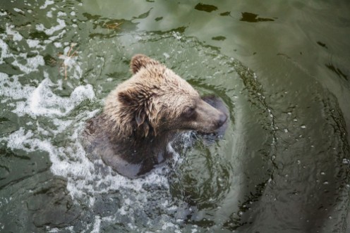 Afbeeldingen van Brown bear floats in water