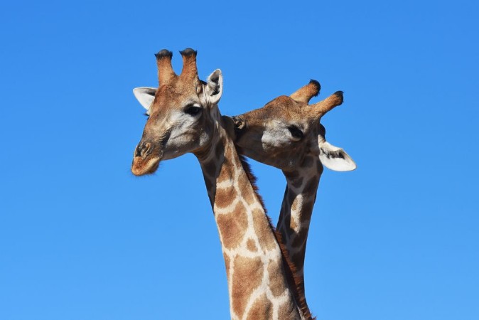 Afbeeldingen van Zwei Giraffenbullen giraffa camelopardalis kmpfen im Kgalagadi Nationalpark in Sdafrika