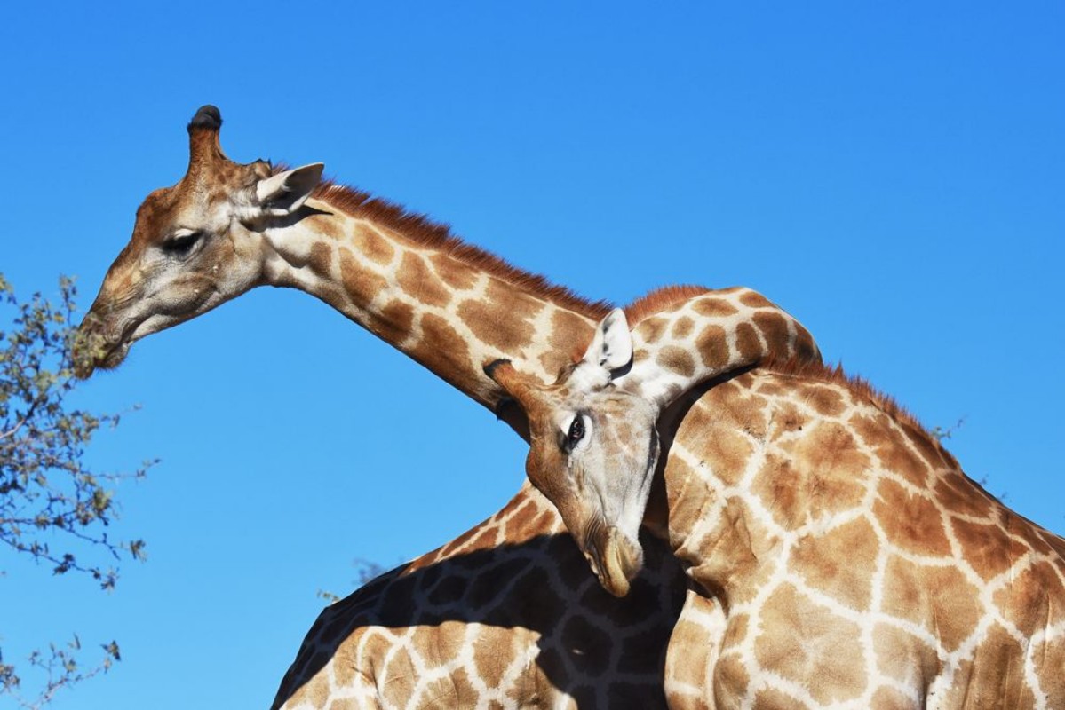 Afbeeldingen van Zwei Giraffenbullen giraffa camelopardalis kmpfen im Kgalagadi Nationalpark in Sdafrika