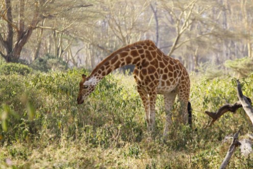 Picture of African giraffe grazing