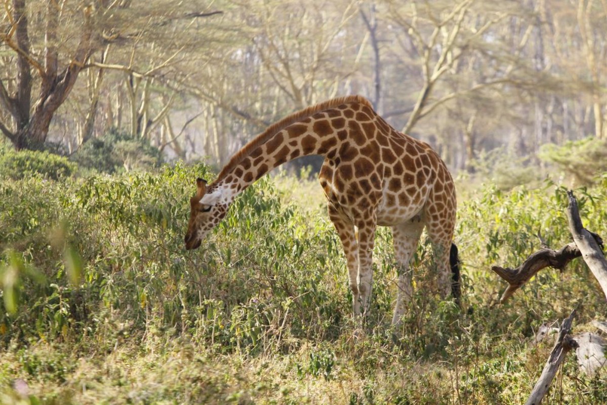 Image de African giraffe grazing