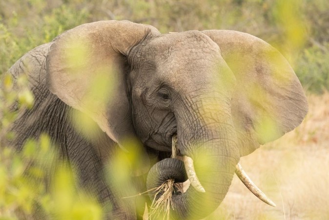 Picture of Elephant eating in the bush