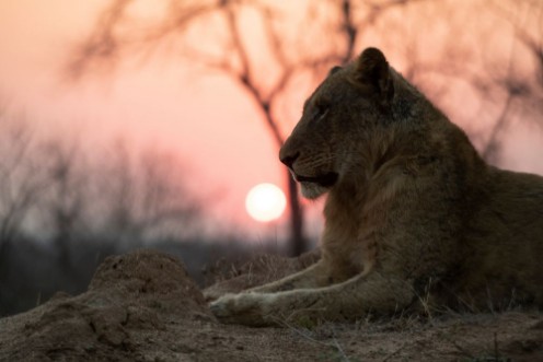 Afbeeldingen van Male Lion sitting during Sunset