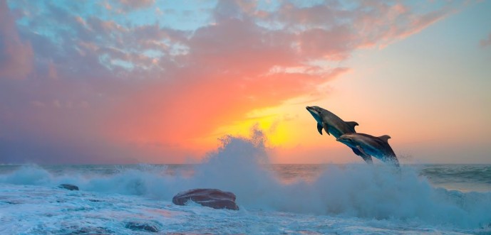 Couple of dolphins jumping on the water at sunset - Beautiful seascape and blue sky  photowallpaper Scandiwall