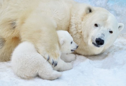Afbeeldingen van Polar bear with a bear cub in the snow