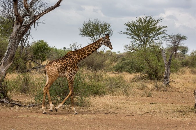 Bild på Giraffe Giraffa