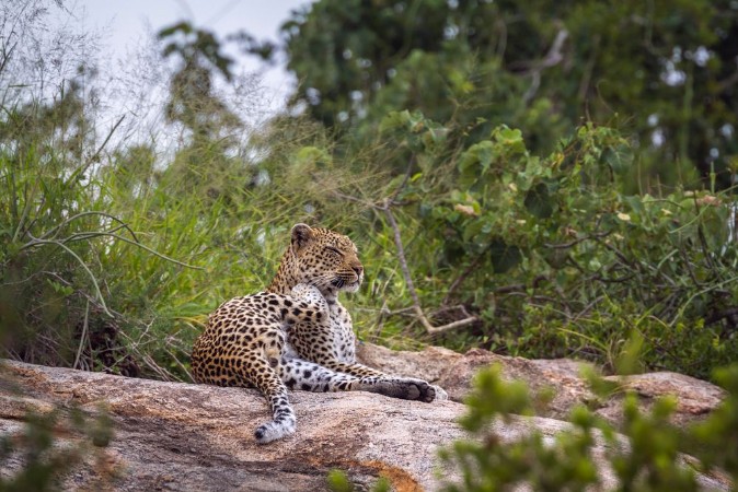 Picture of Leopard lying down on rock in Kruger National park South Africa Specie Panthera pardus family of Felidae