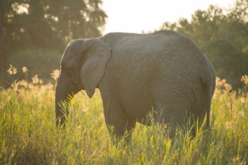 Picture of Elephant female with no tusks in a river bed at sun down