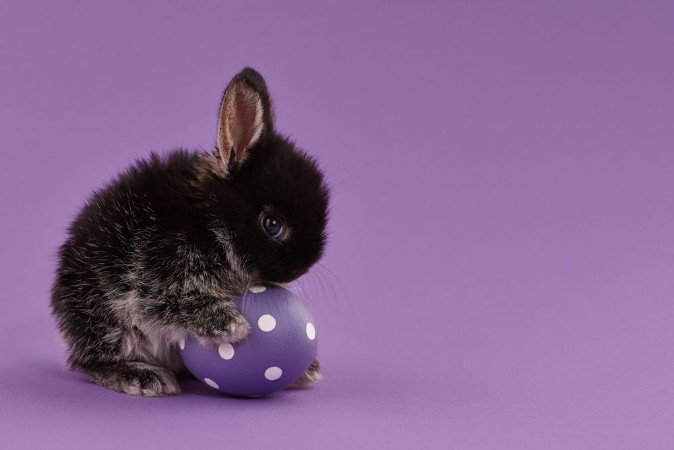 Bild på Easter bunny rabbit with egg on purple background