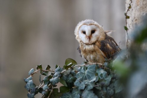 Picture of Barn owl sitting on ivy