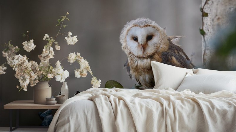 Picture of Barn owl sitting on ivy