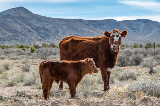 Picture of A cow and a calf in the rural Nevada countryside