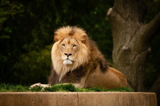 Image de Lion
