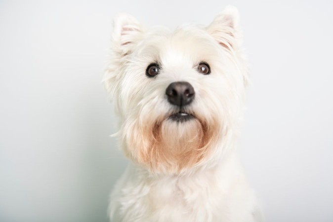 Image de A West highland white terrier Dog Isolated on White Background in studio