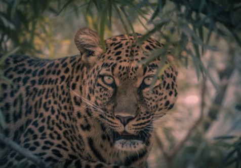 Bild på Leopard in a tree