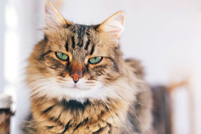 Bild på Cute cat looking angry with green eyes sitting on table Maine coon with funny emotions relaxing indoors Adorable furry friend adoption concept