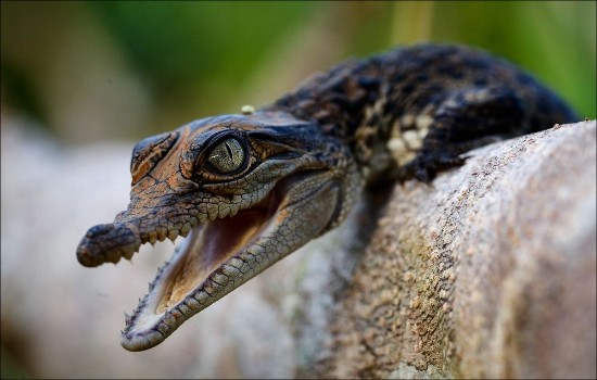 Bild på Cub of a crocodile