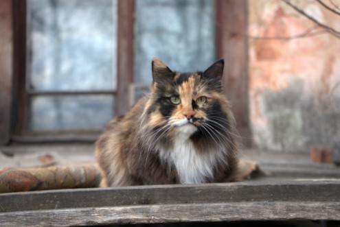 Bild på Tricolor cat