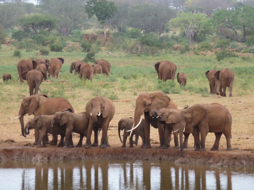 Afbeeldingen van Elephants Tsavo West
