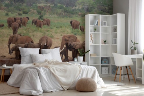 Afbeeldingen van Elephants Tsavo West