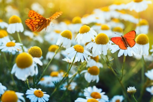 Image de Different beautiful butterflies fluttering and sitting on a bright meadow on a gentle Bellamy flowers daisies on a Sunny summer day