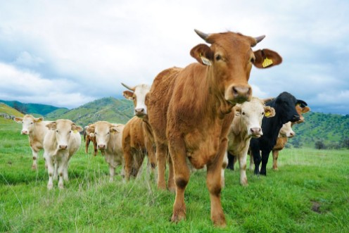 Afbeeldingen van Multi colored red brown black white beef cattle graze on green pasture Herd of cows in green field 