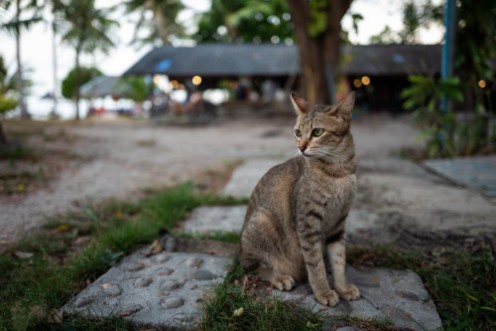 Bild på A street cat in Koh Lipe Thailand