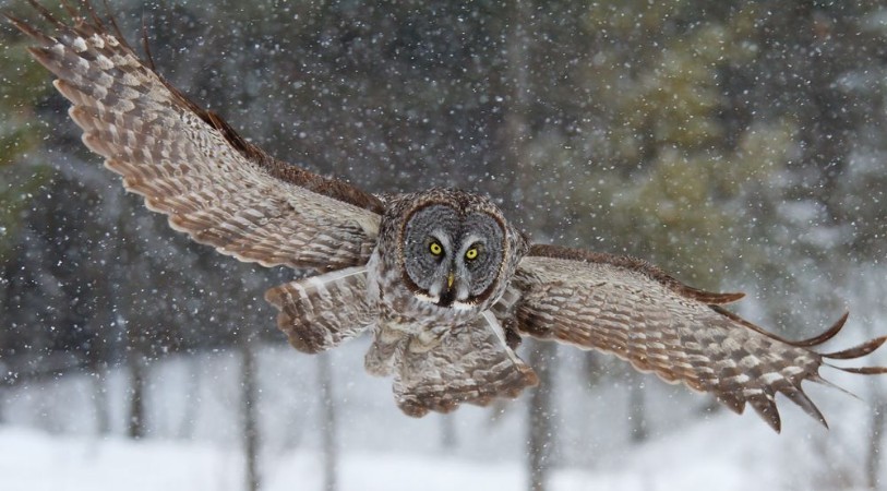 Afbeeldingen van Great grey owl with wings spread out prepares to pounce on prey in winter in Canada