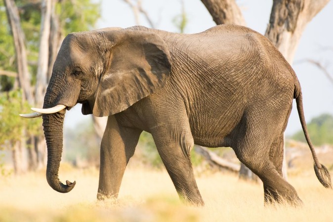 Picture of A single elephant runs through the savannah Moremi National Park Okavango Delta Botswana Africa
